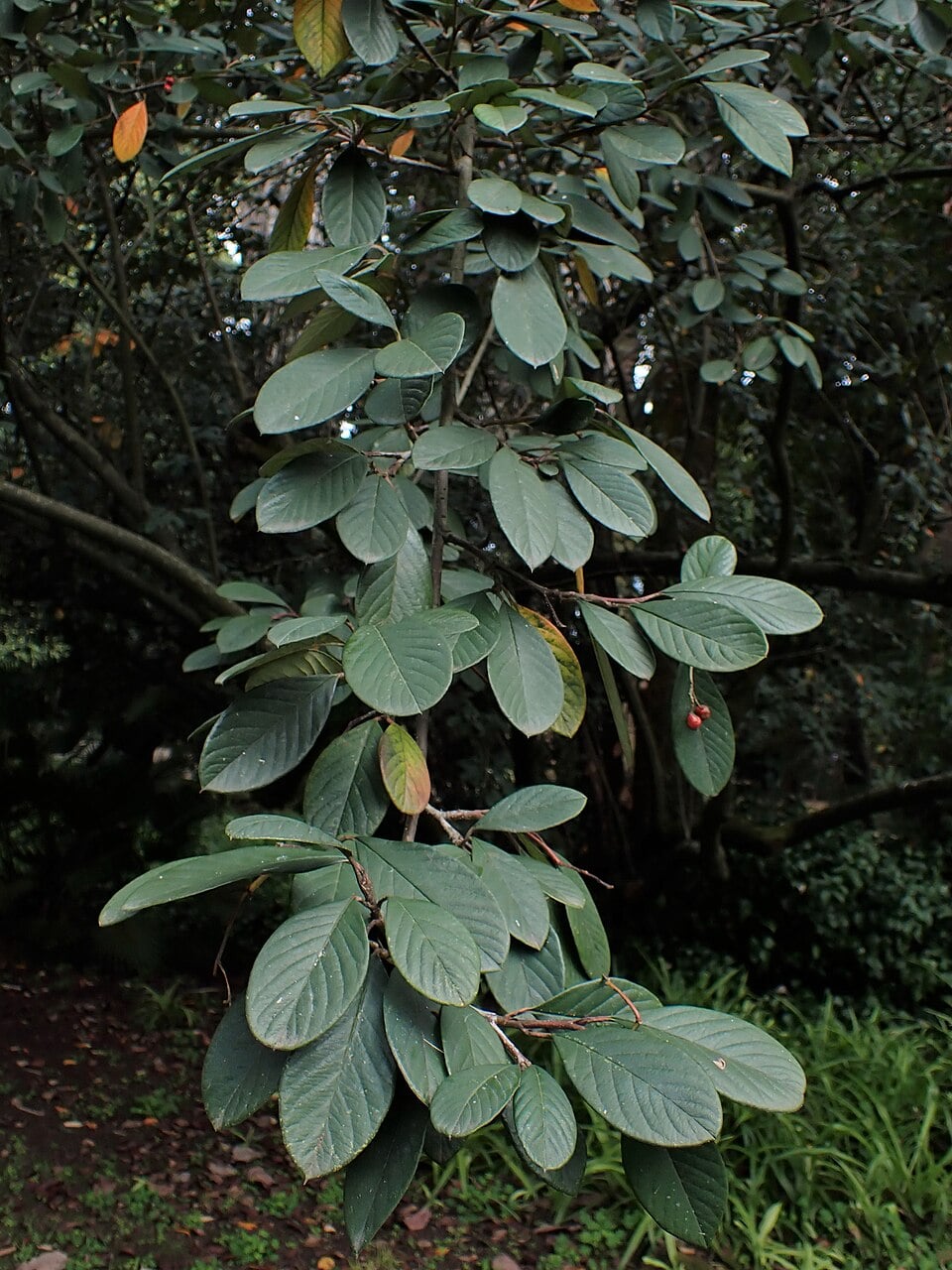 Milkflower cotoneaster