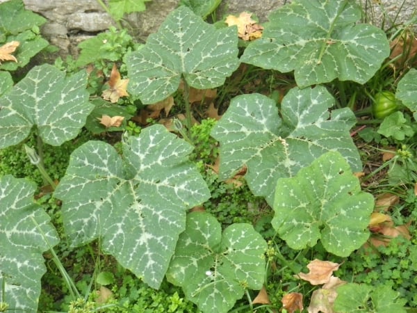 Butternut squash