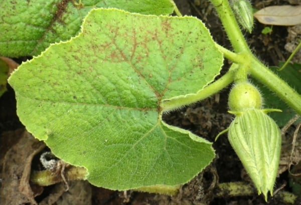 Courgette