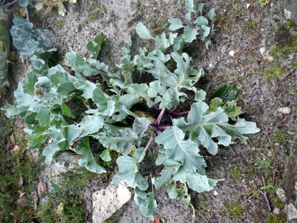 Sea kale