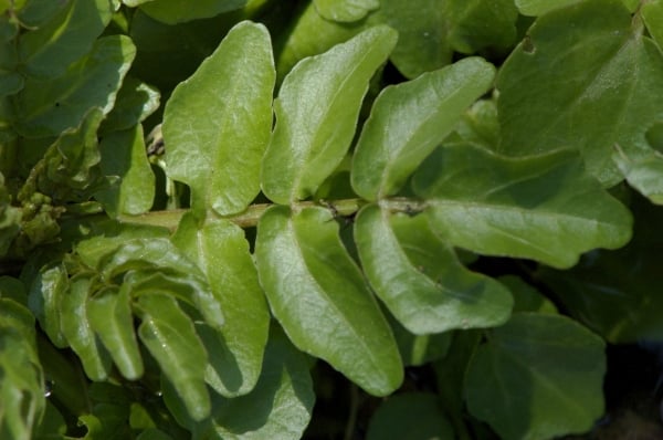 Watercress