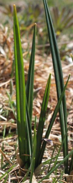 Spring crocus