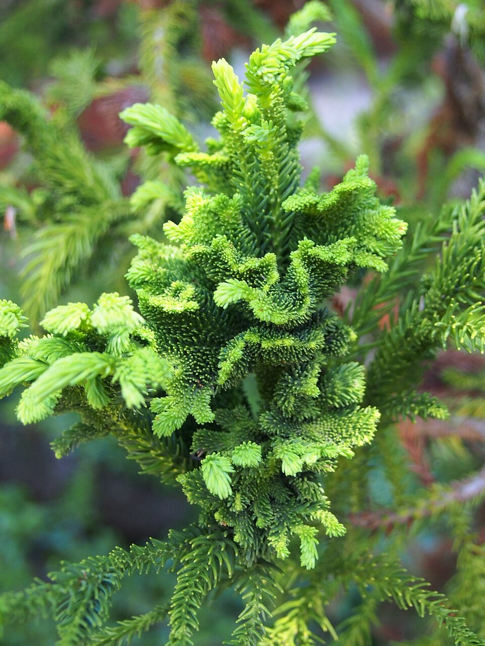 'Cristata'