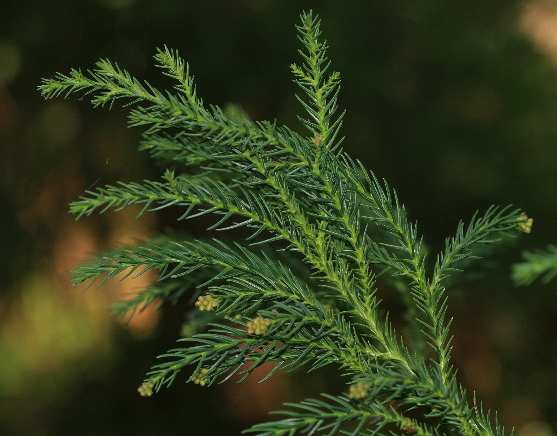 Japanese cedar
