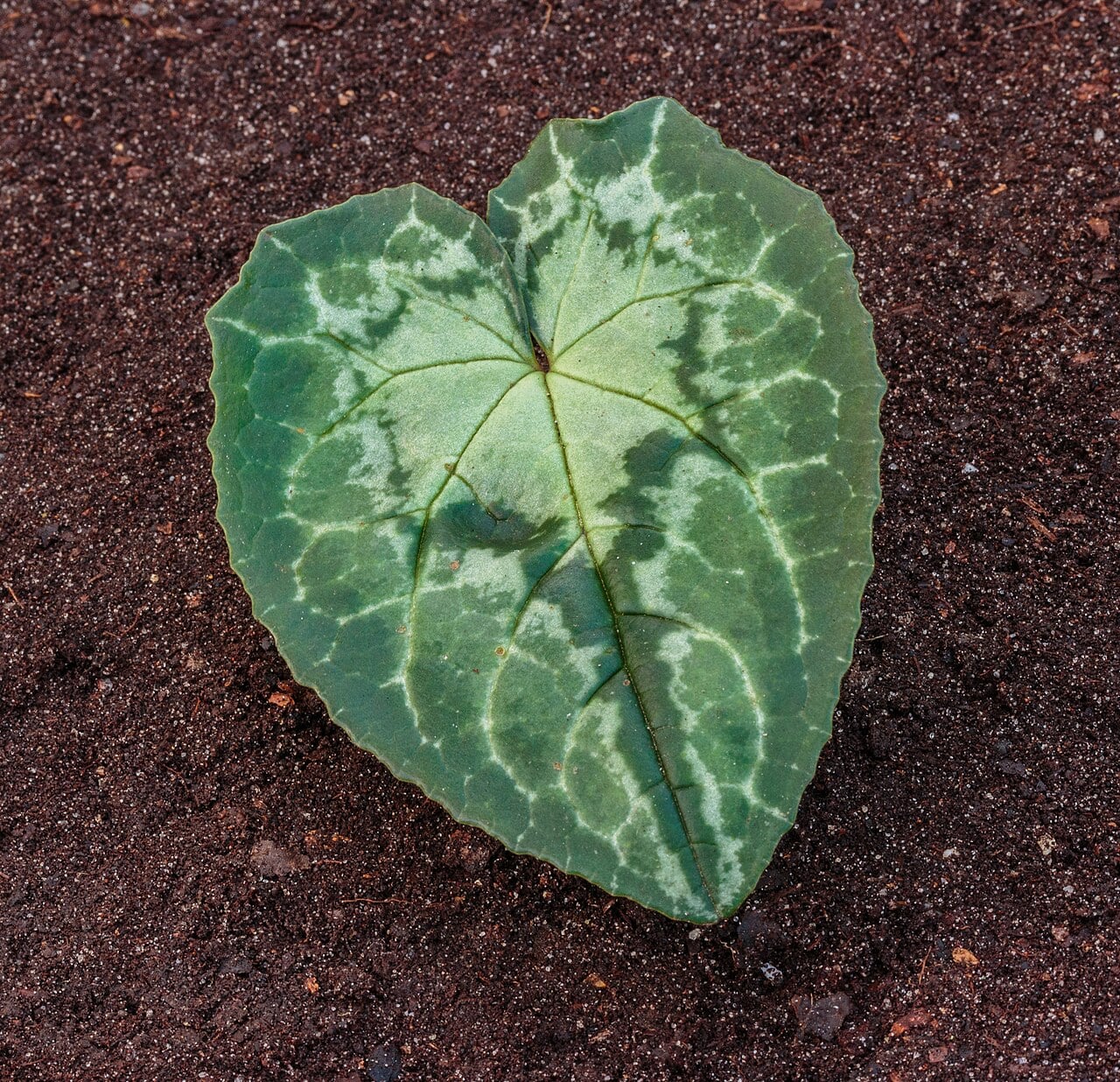 Ivy-leaved cyclamen