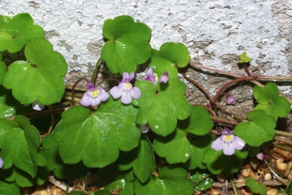 Ivy-leaved toadflax