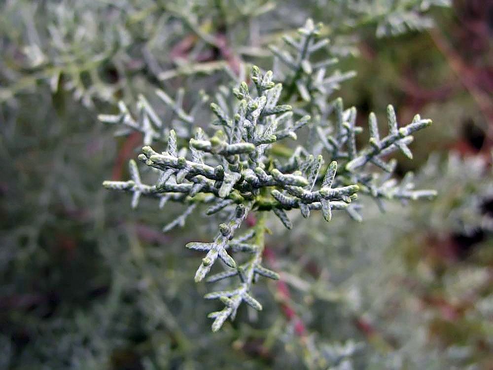 Arizona cypress