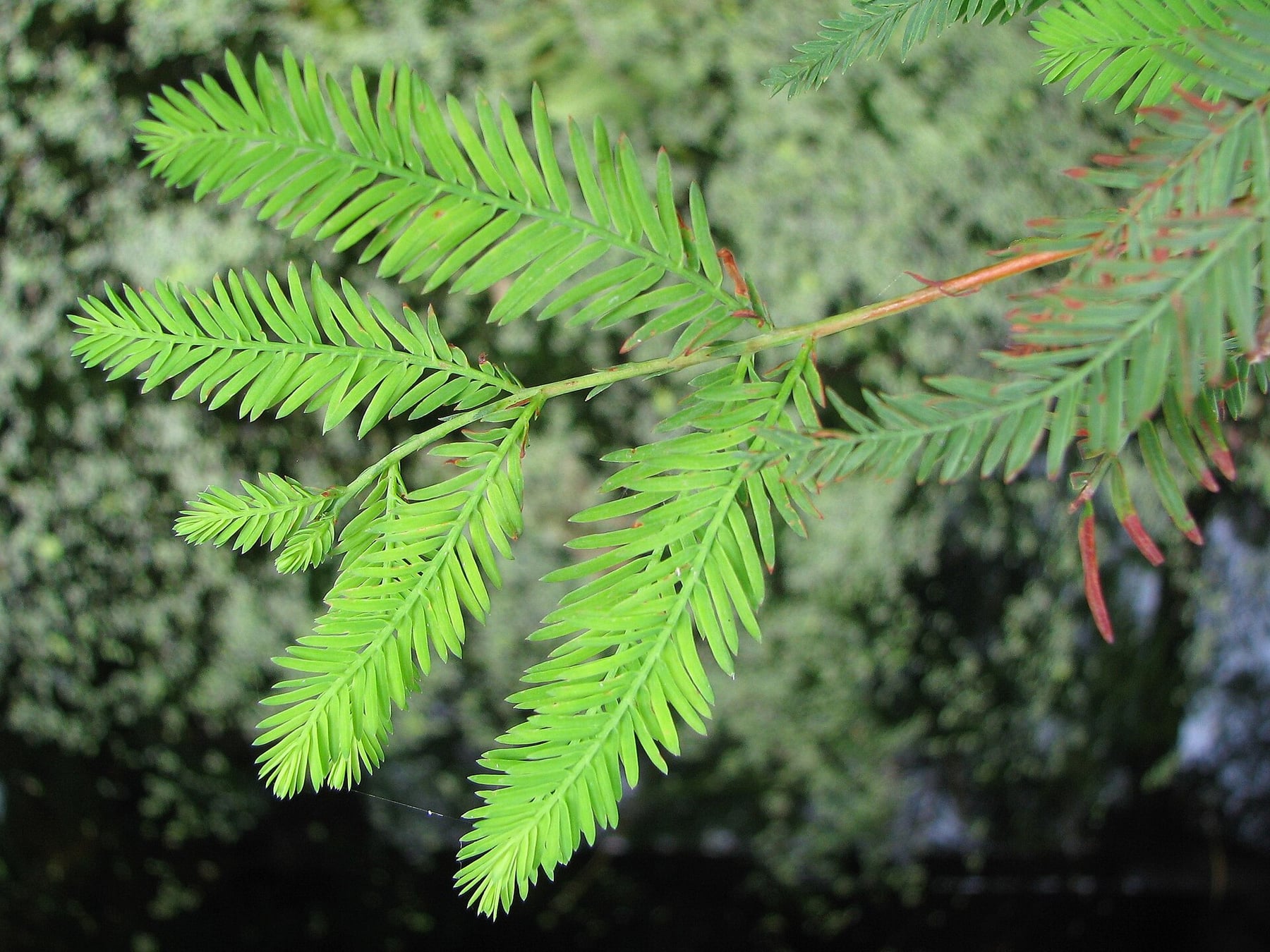 Bald cypress