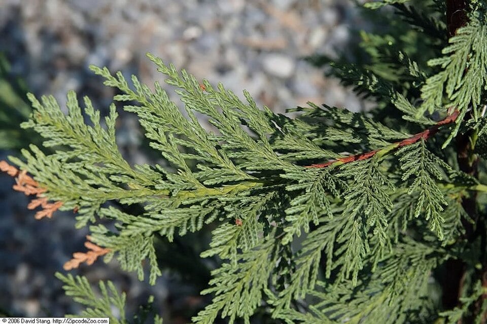 Leyland cypress