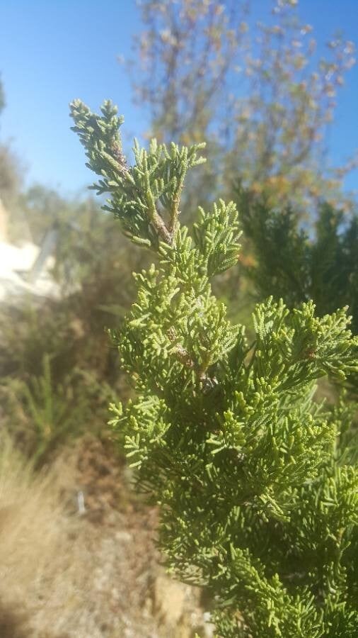 Italian cypress
