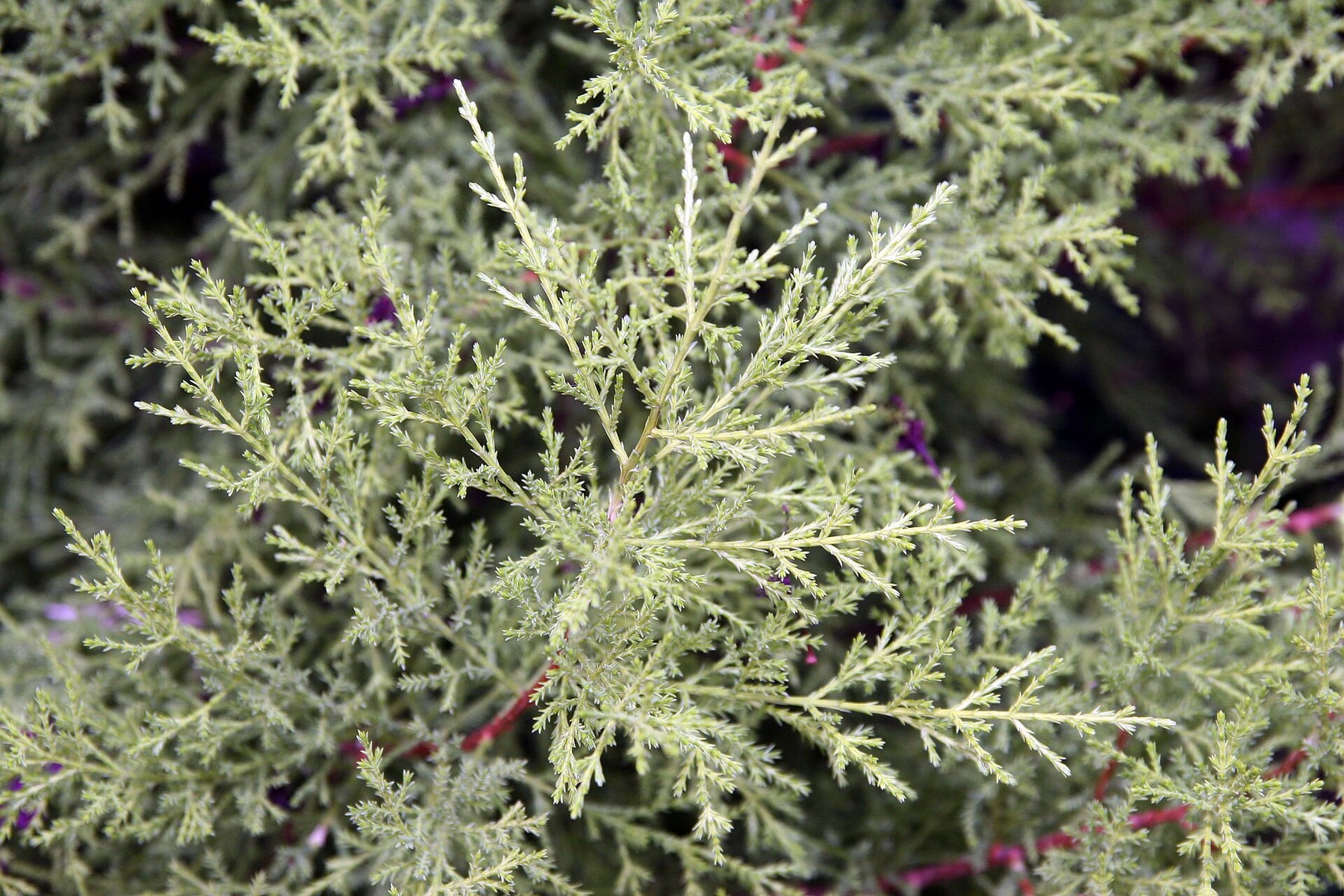 Monterey cypress