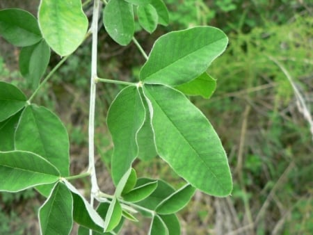 Common laburnum