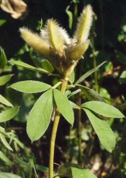 White Spanish broom