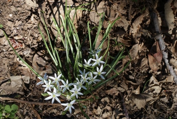 Garden star-of-Bethlehem