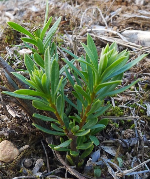 Flax-leaved daphne