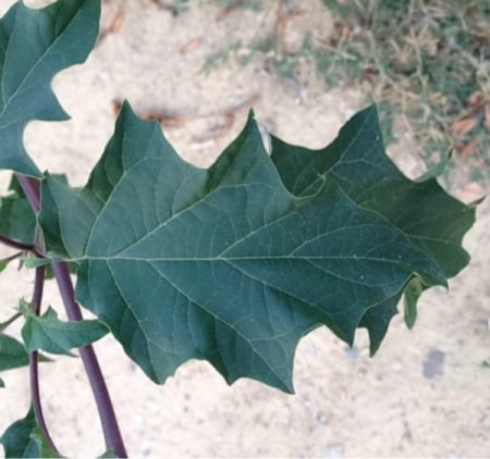 Thorn apple