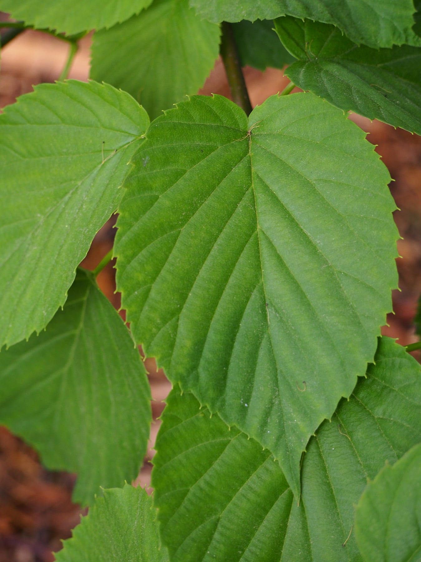 Handkerchief tree