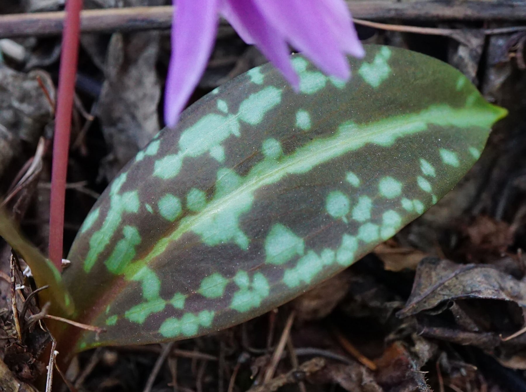 Dog's-tooth violet