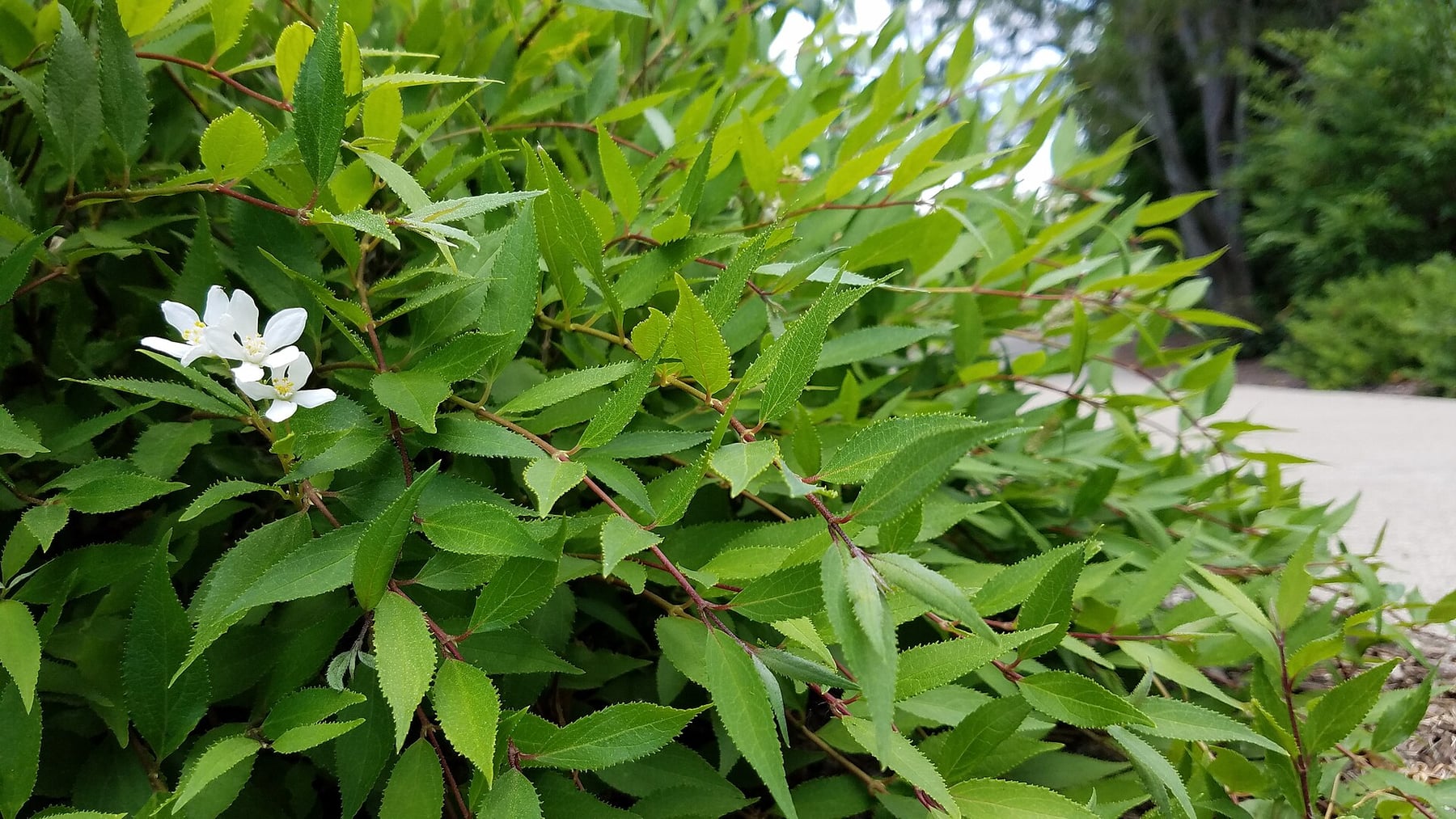 Slender deutzia