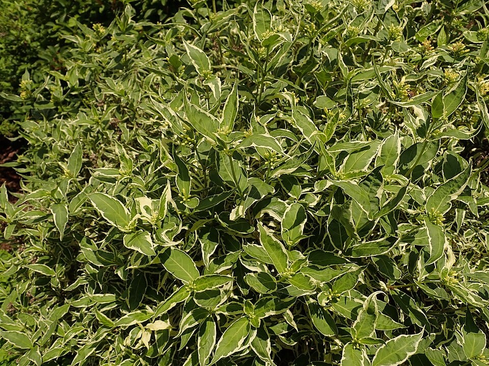 Southern bush honeysuckle