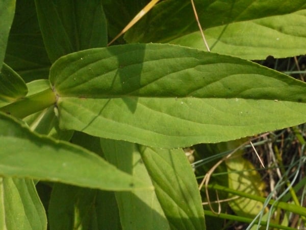 Straw foxglove