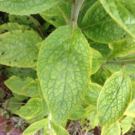 Foxglove