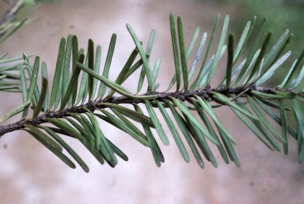 Douglas fir