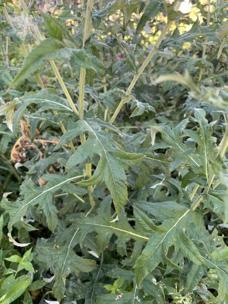 Globe thistle