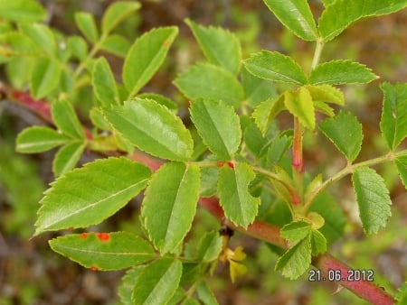 Dog rose