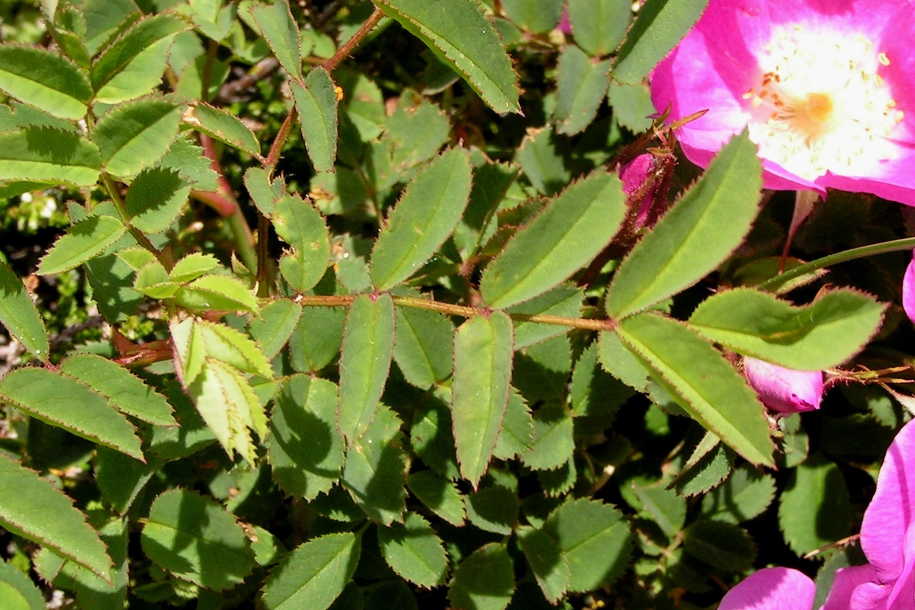 Sweet briar