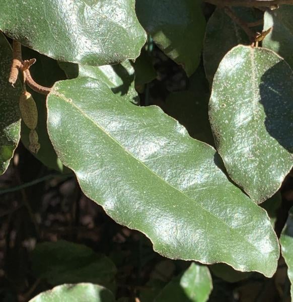Ebbinge's silverberry