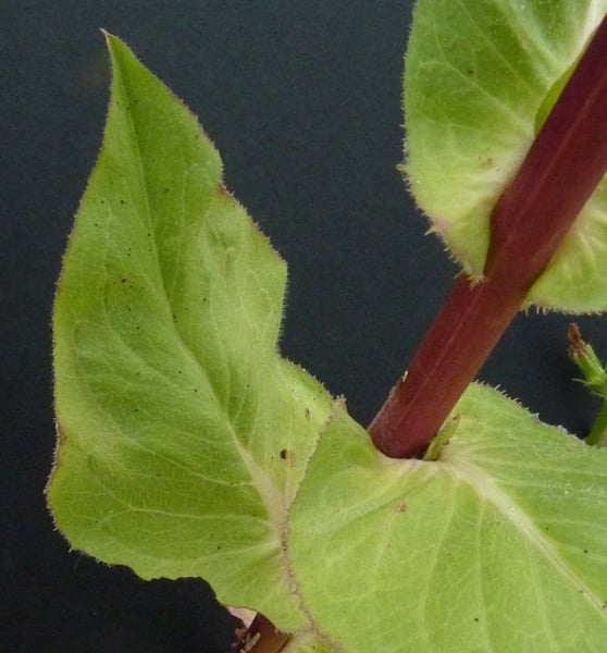 Endive