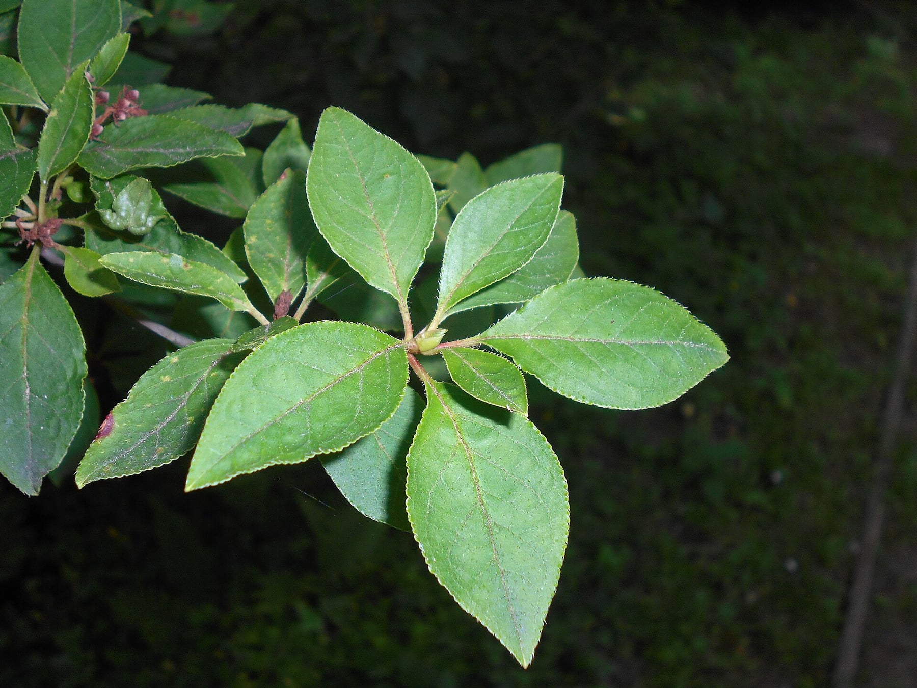 Redvein enkianthus