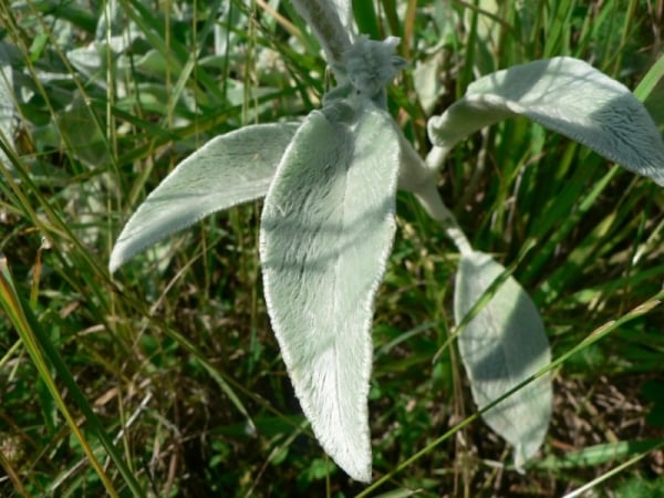 Lamb's ears