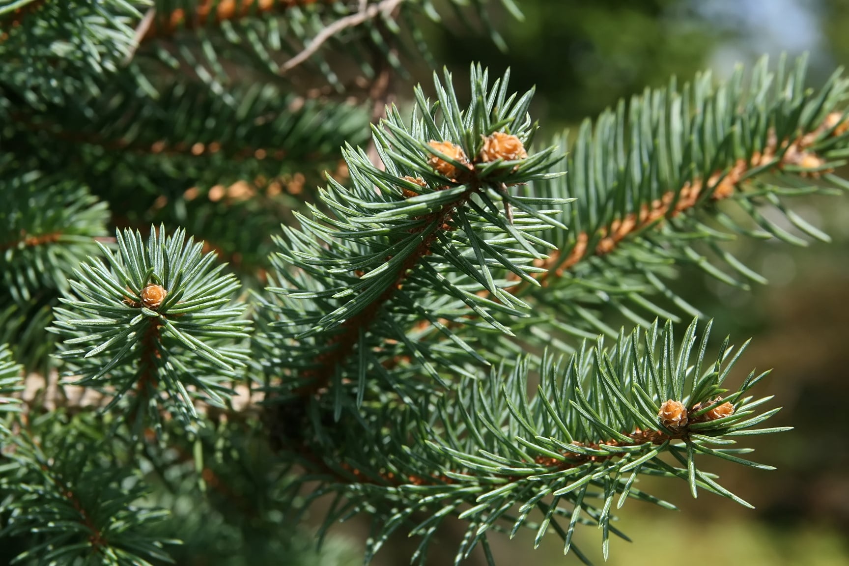 Blue spruce