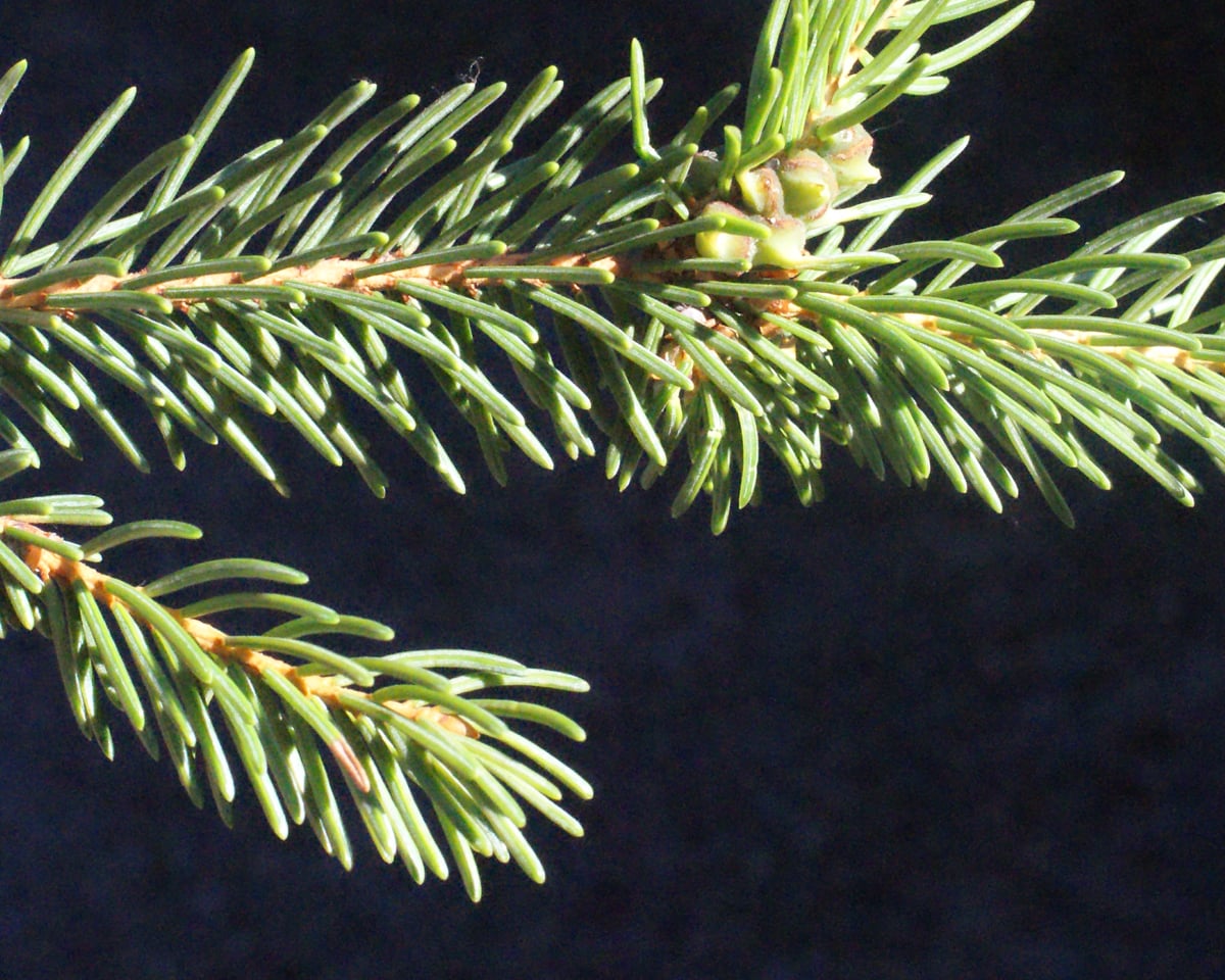 Norway spruce