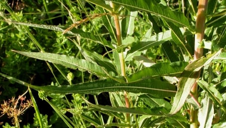 Rosebay willowherb