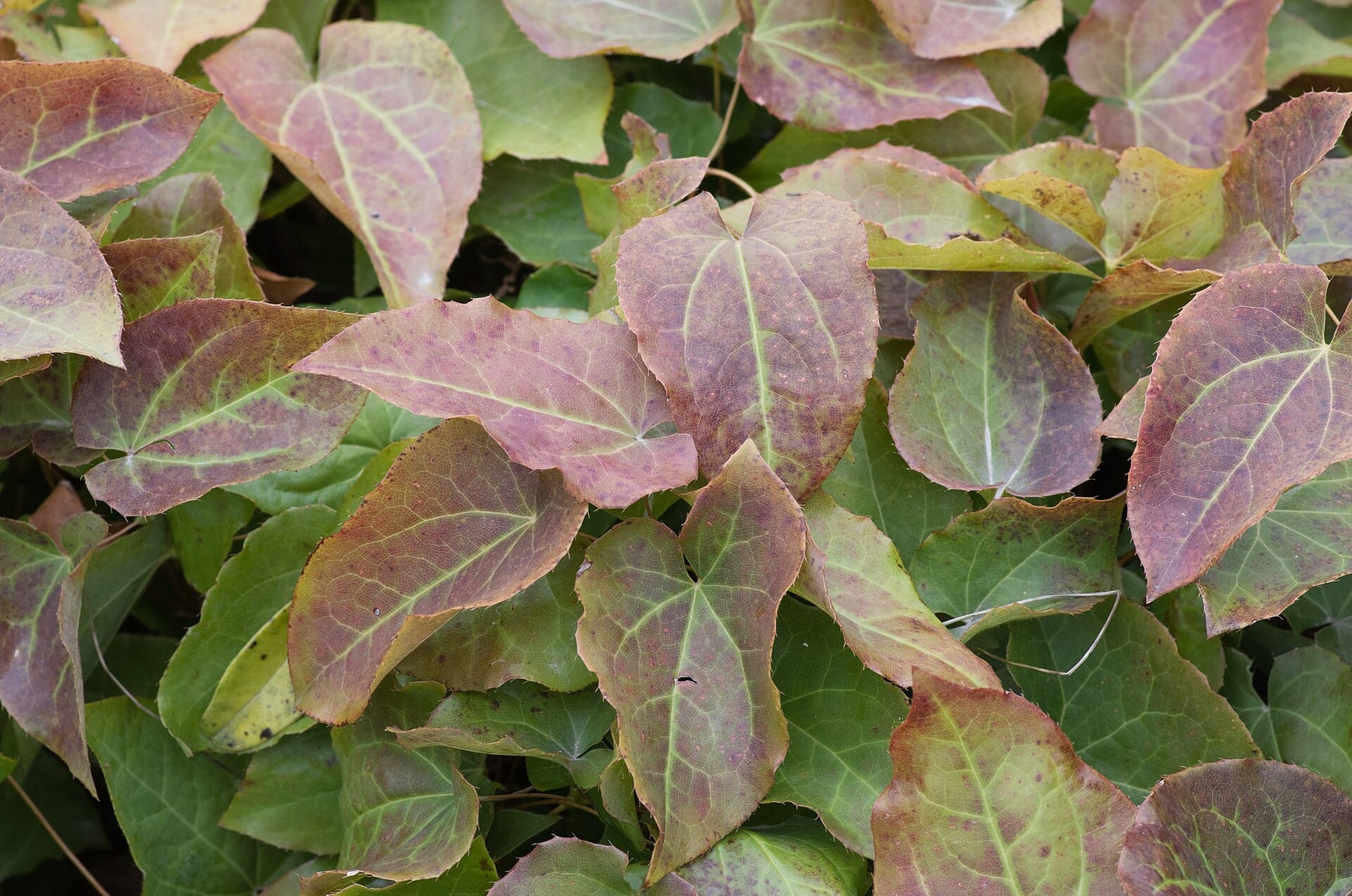 Barrenwort