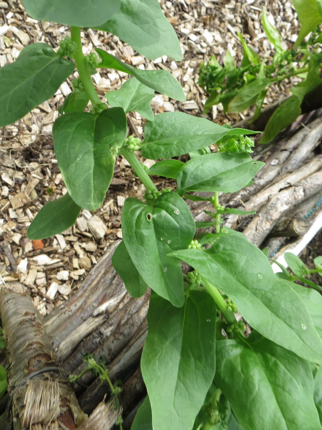Spinach