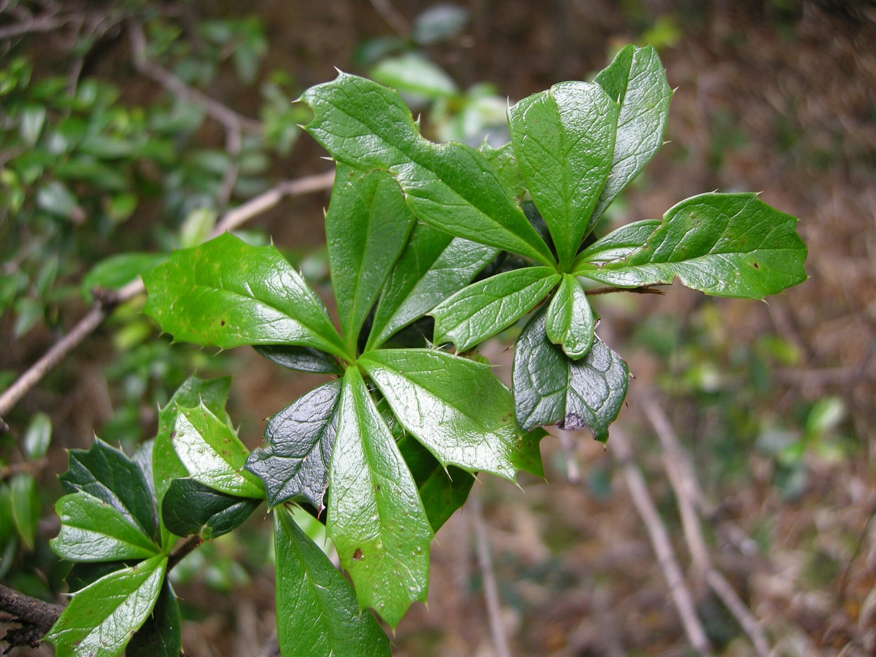 Darwin's barberry