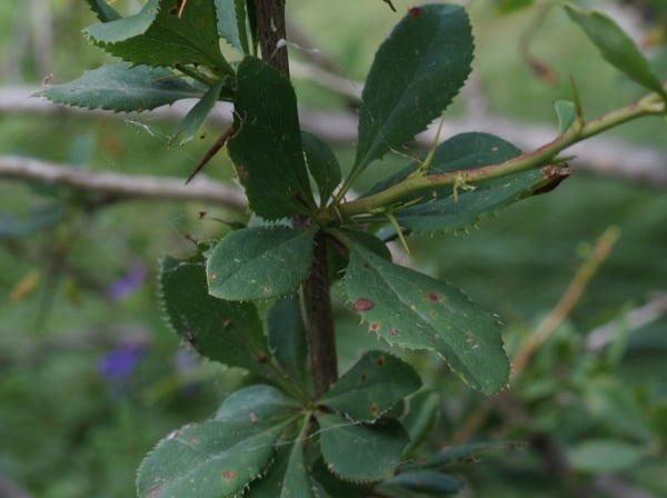 Common barberry