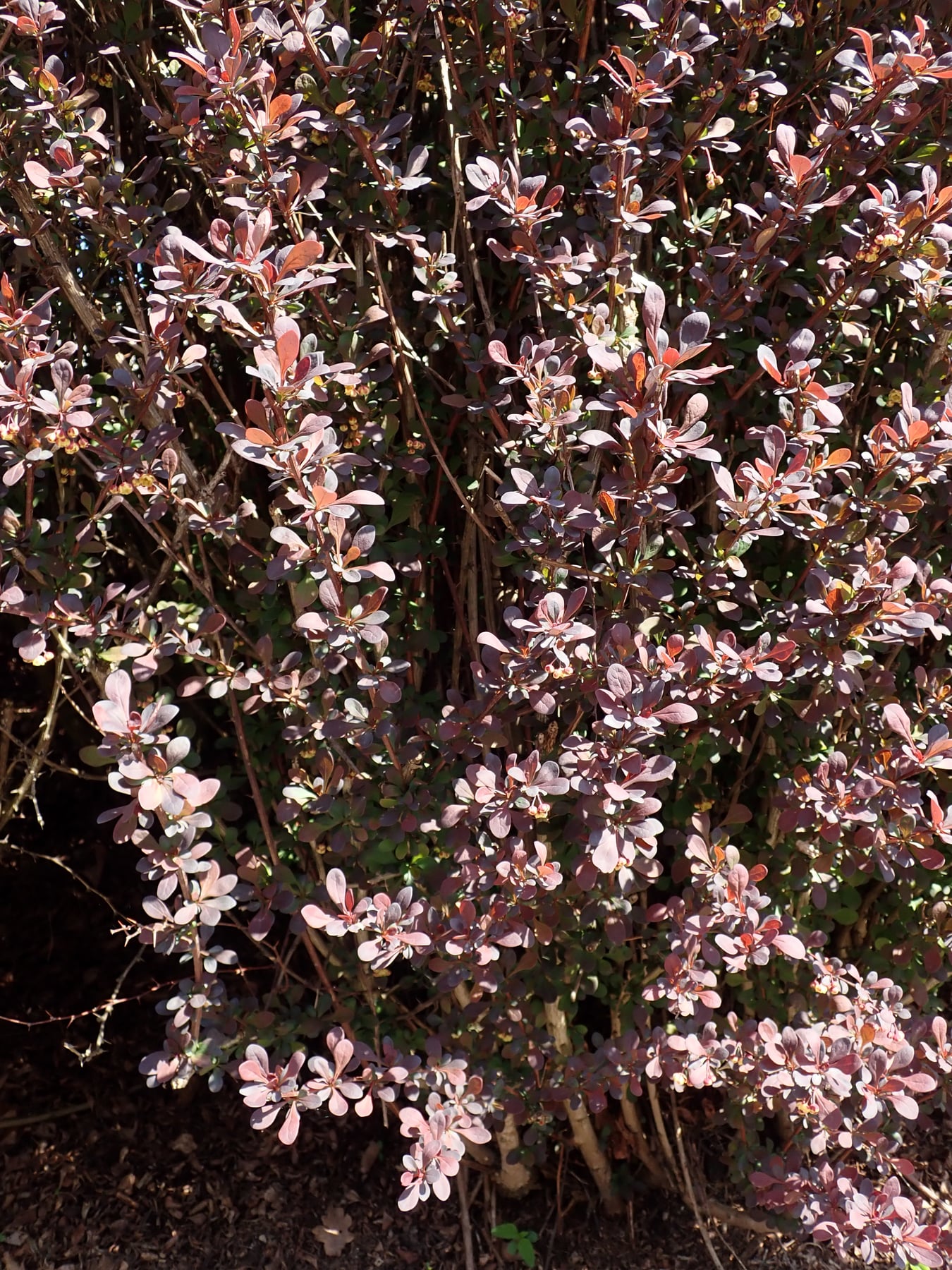 Atropurpurea