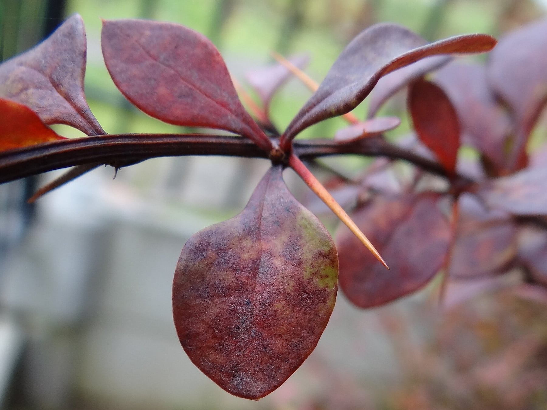 Japanese barberry