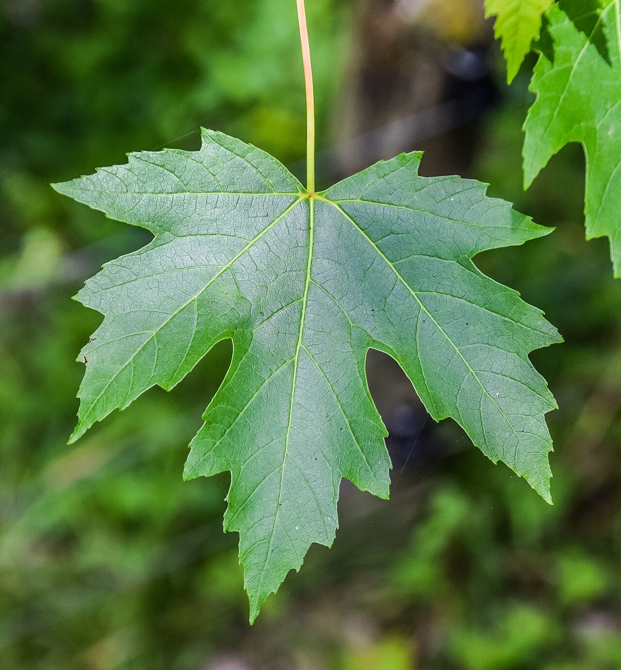 Silver maple
