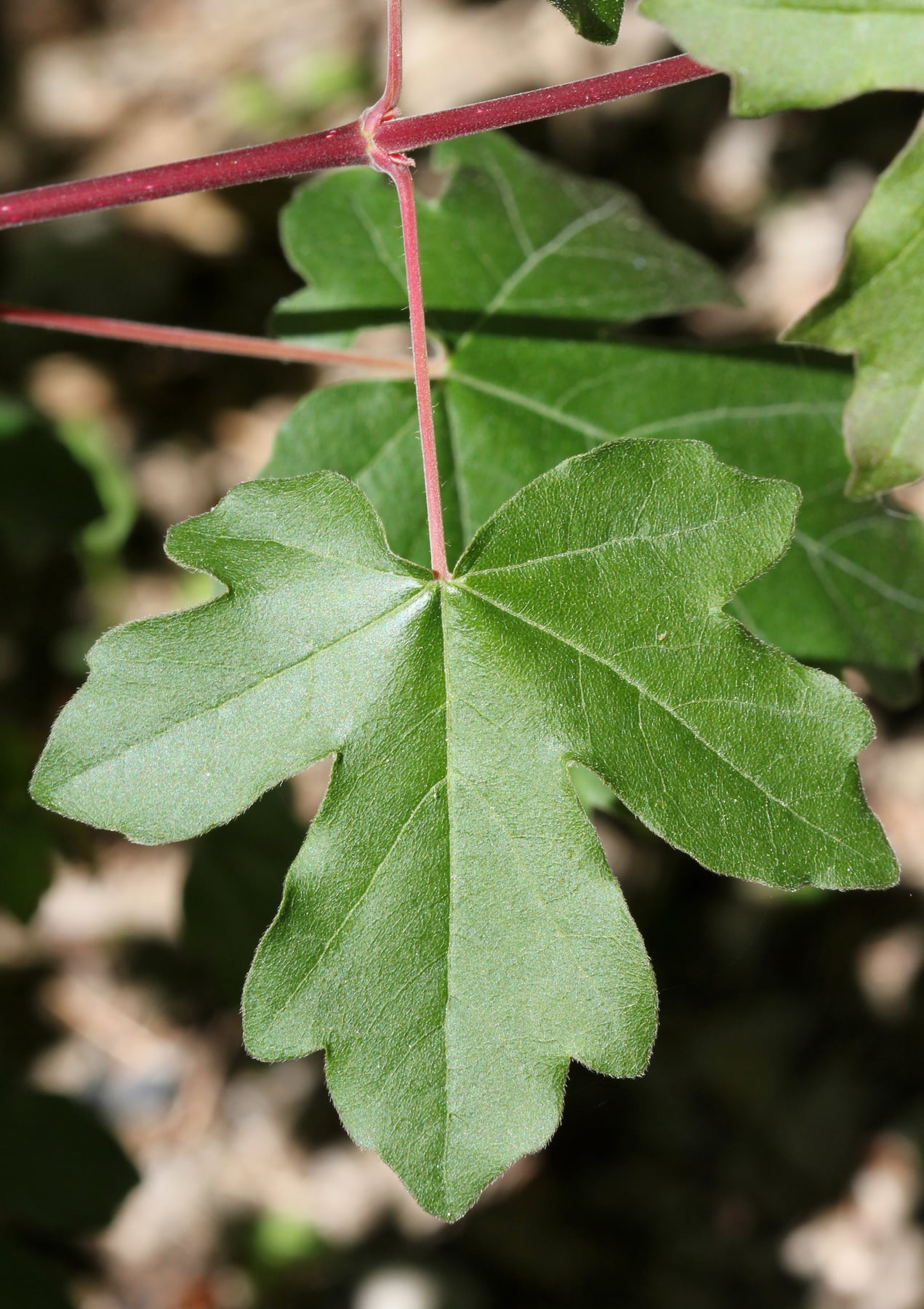 Field maple