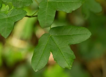 Montpellier maple