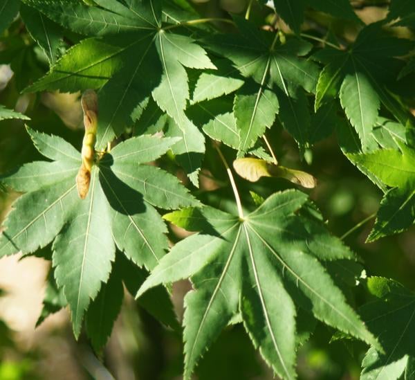 Japanese maple