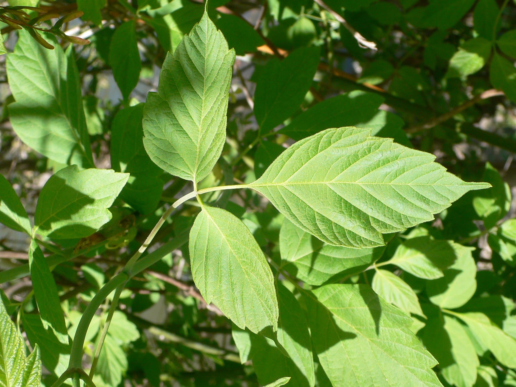 Box elder