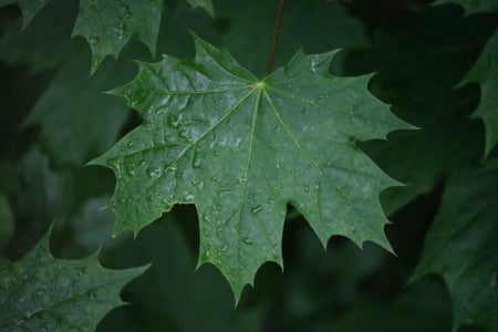Norway maple