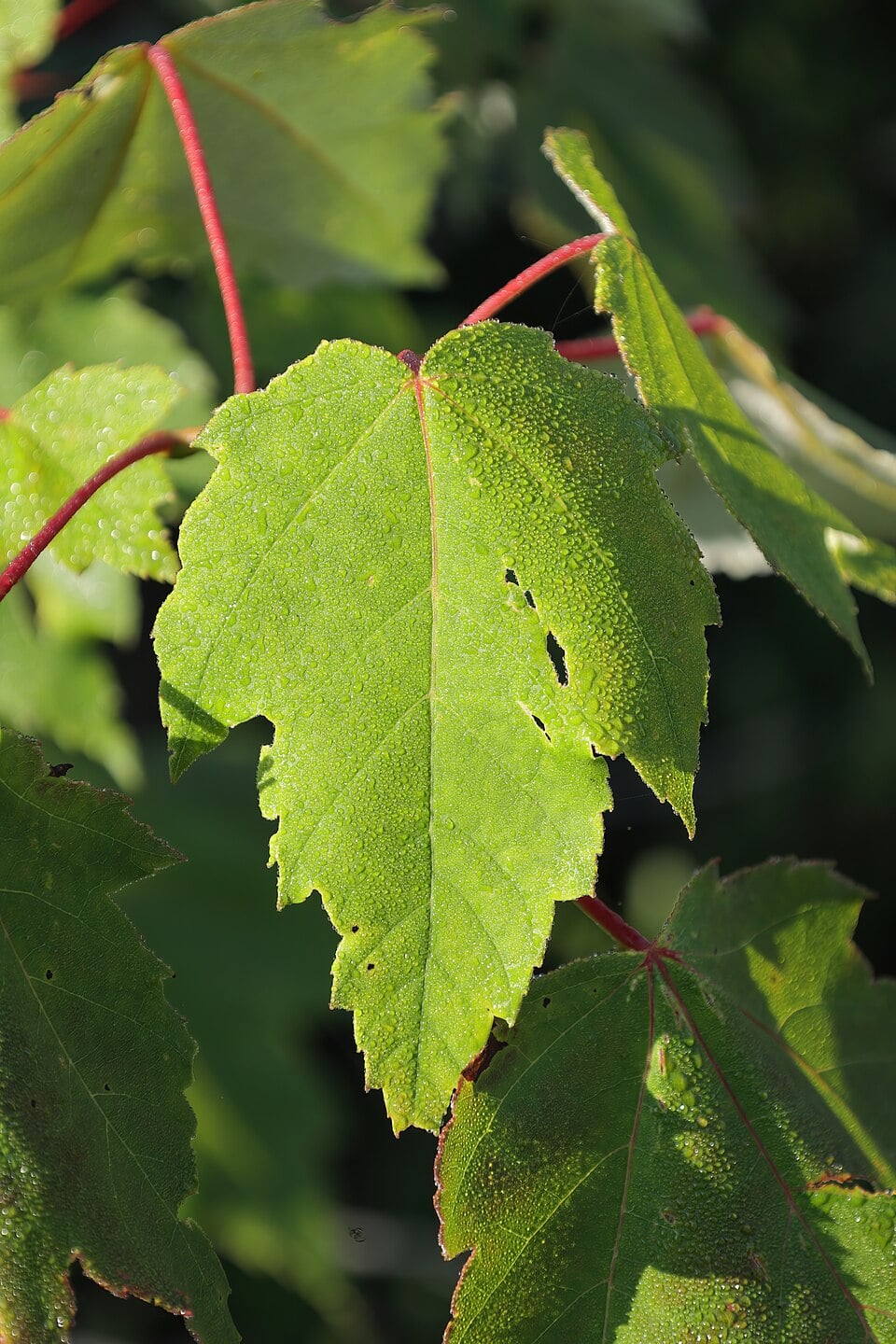 Red maple